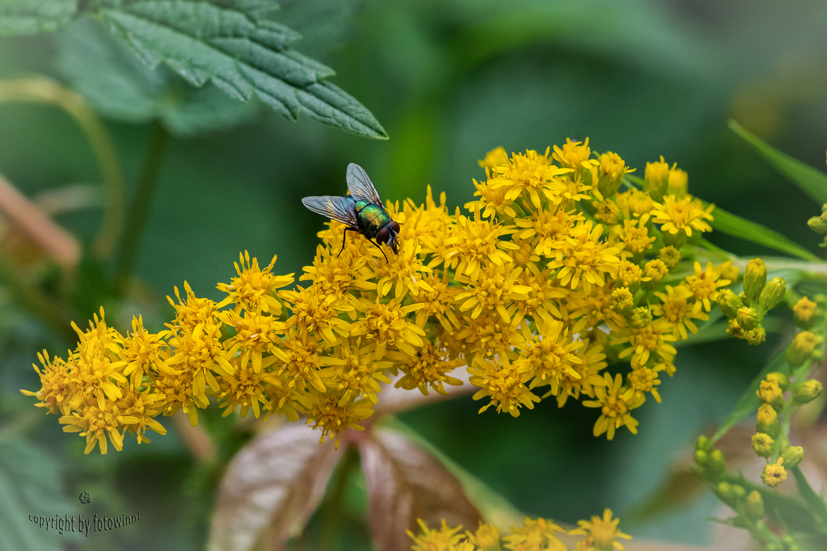 Goldrute mit Fliege