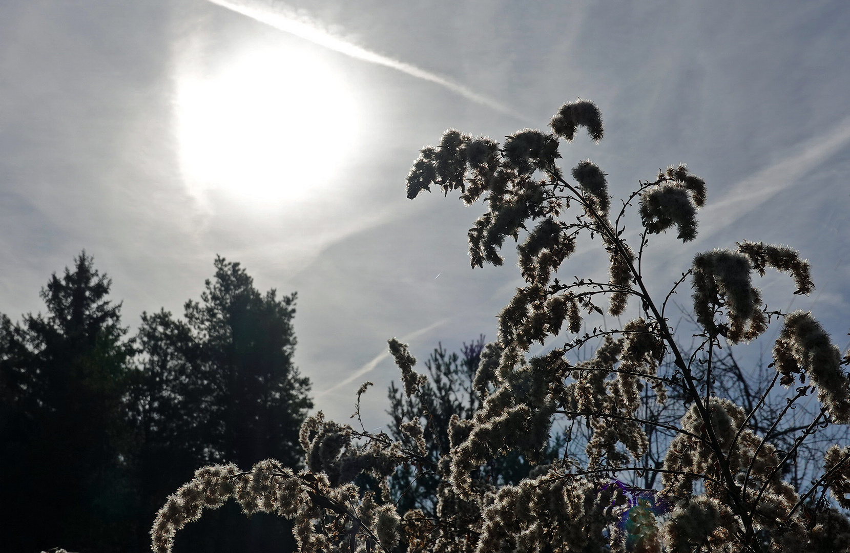 Goldrute mit Nebelsonne