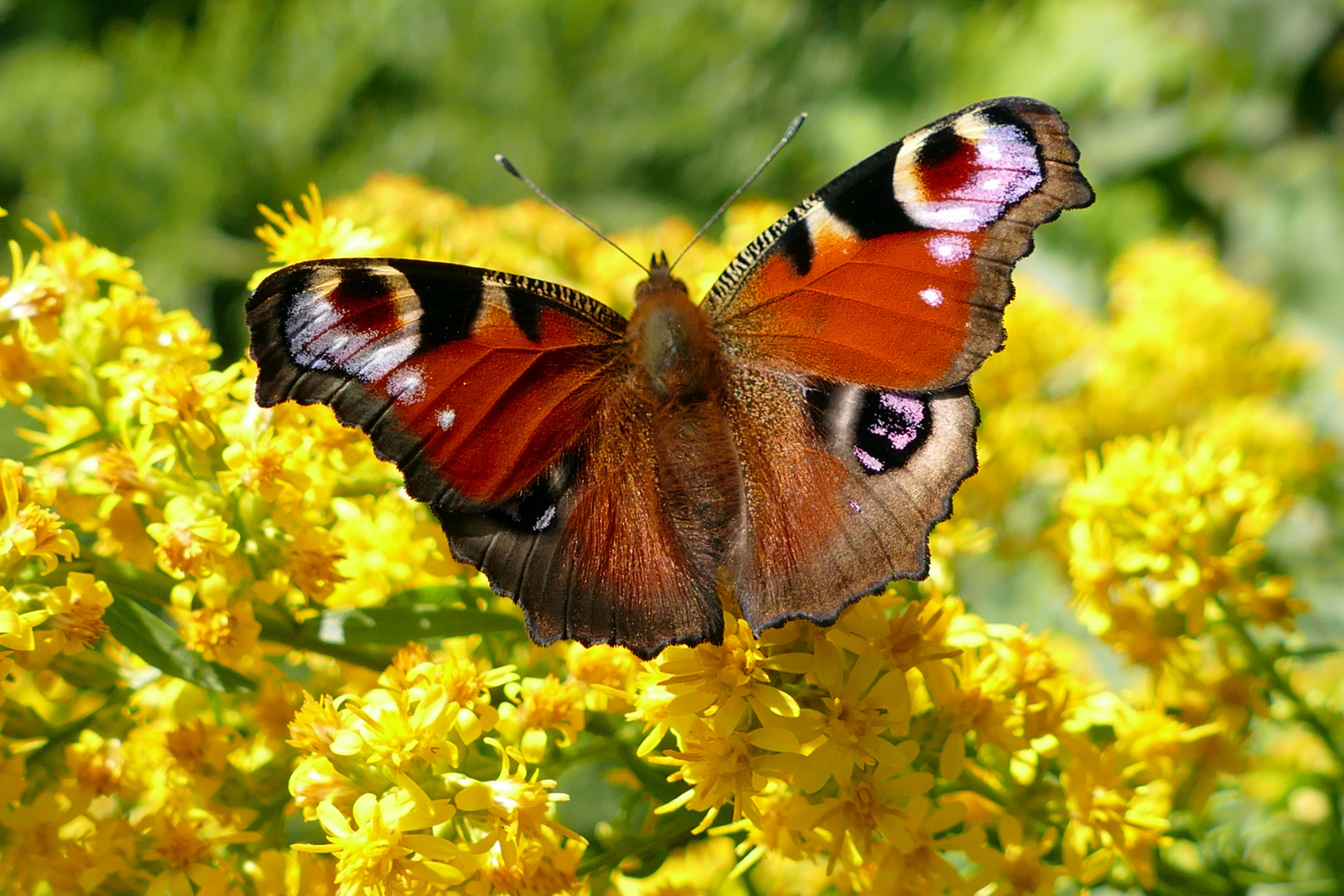 Goldrute mit Tagpfauenauge