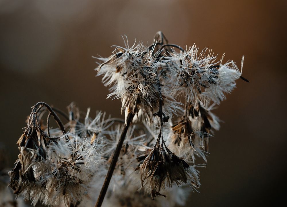 Goldrute (Solidago), goldenrod