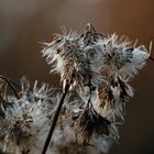 Goldrute (Solidago), goldenrod