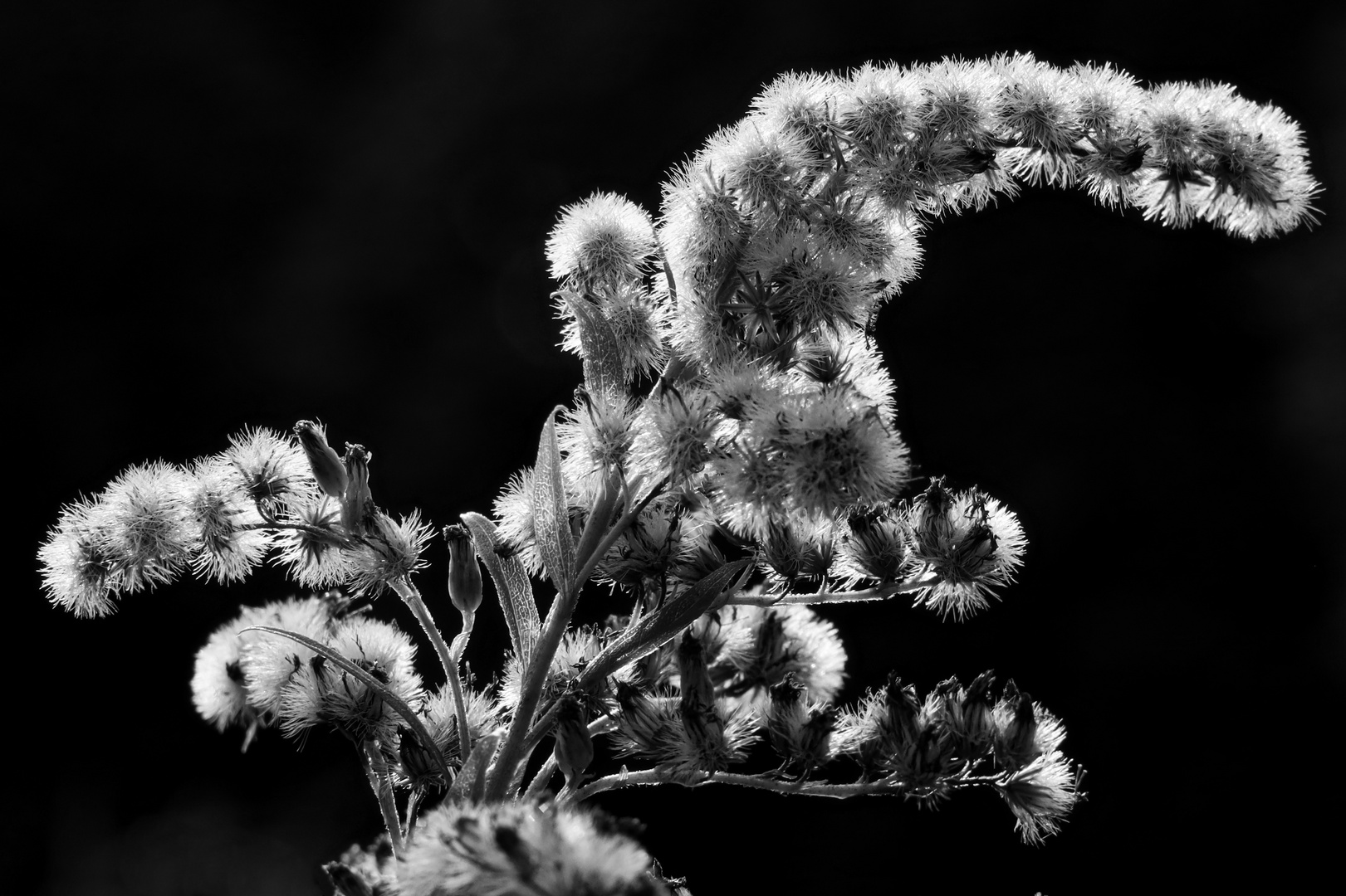 Goldrutensaat startbereit zum Abflug - Goldenrod seed ready to fly off