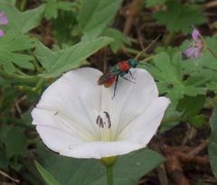 Goldsandwespe (Hedychrum nobile)