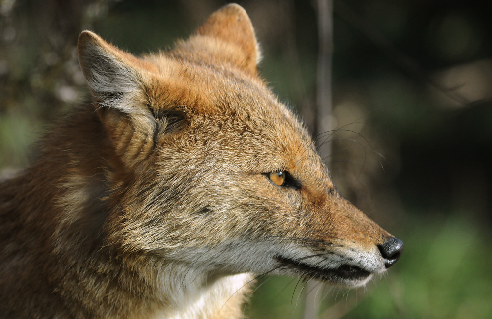 Goldschakal Foto & Bild | tiere, zoo, wildpark & falknerei, säugetiere Bilder auf fotocommunity