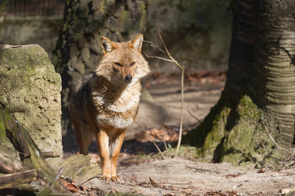 Goldschakal Foto & Bild | tiere, zoo, wildpark & falknerei, säugetiere Bilder auf fotocommunity