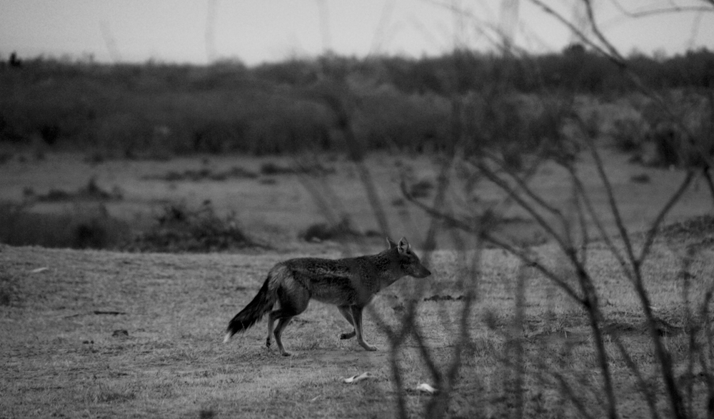 Goldschakal, Kenia