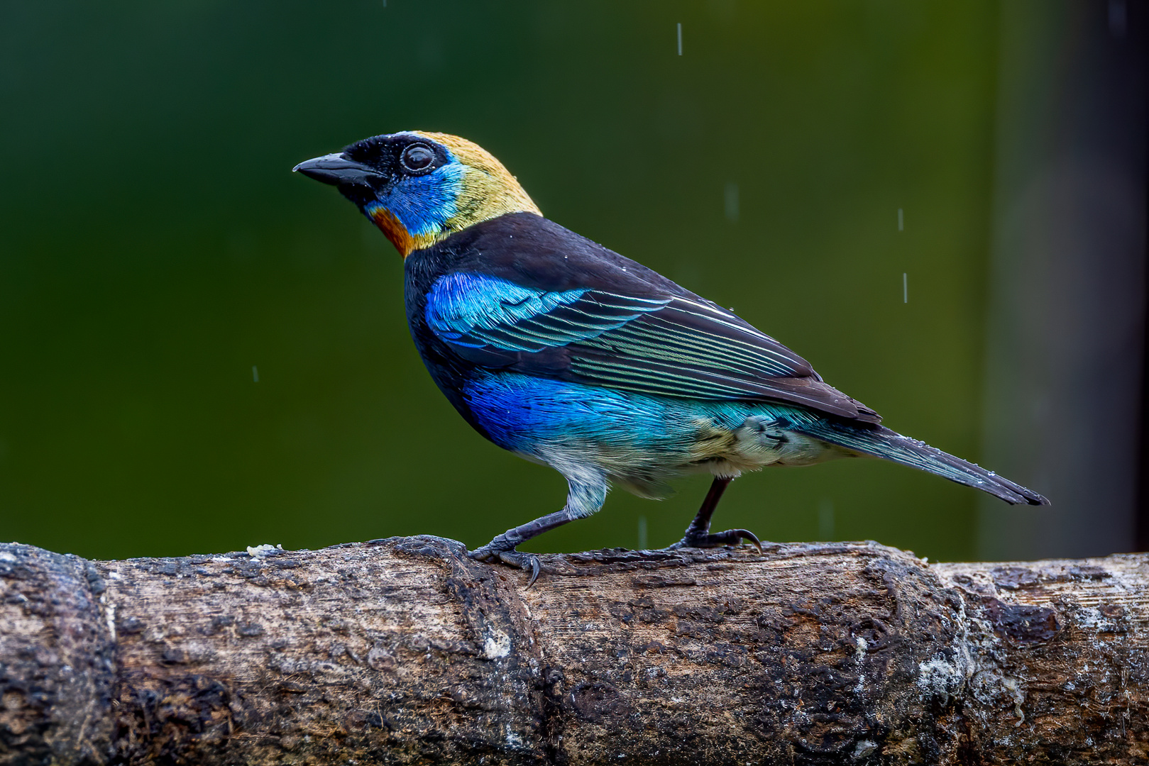 Goldscheiteltangare (Golden-hooded Tanager)