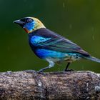 Goldscheiteltangare (Golden-hooded Tanager)