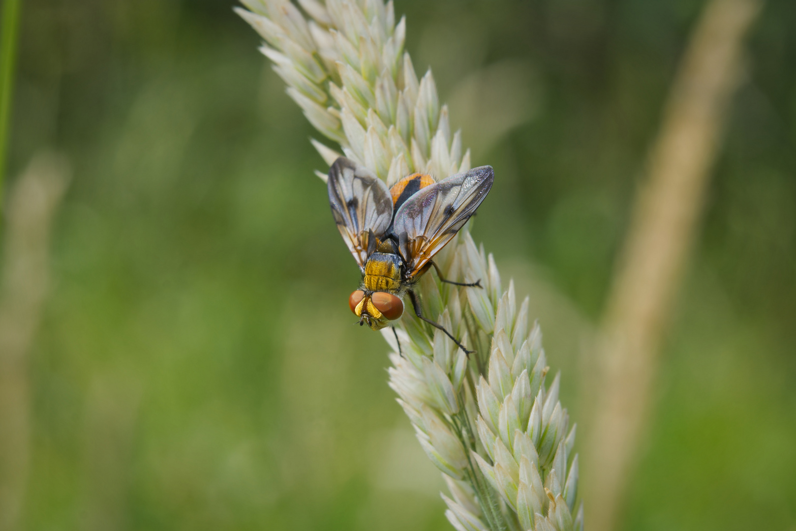 Goldschildfliege