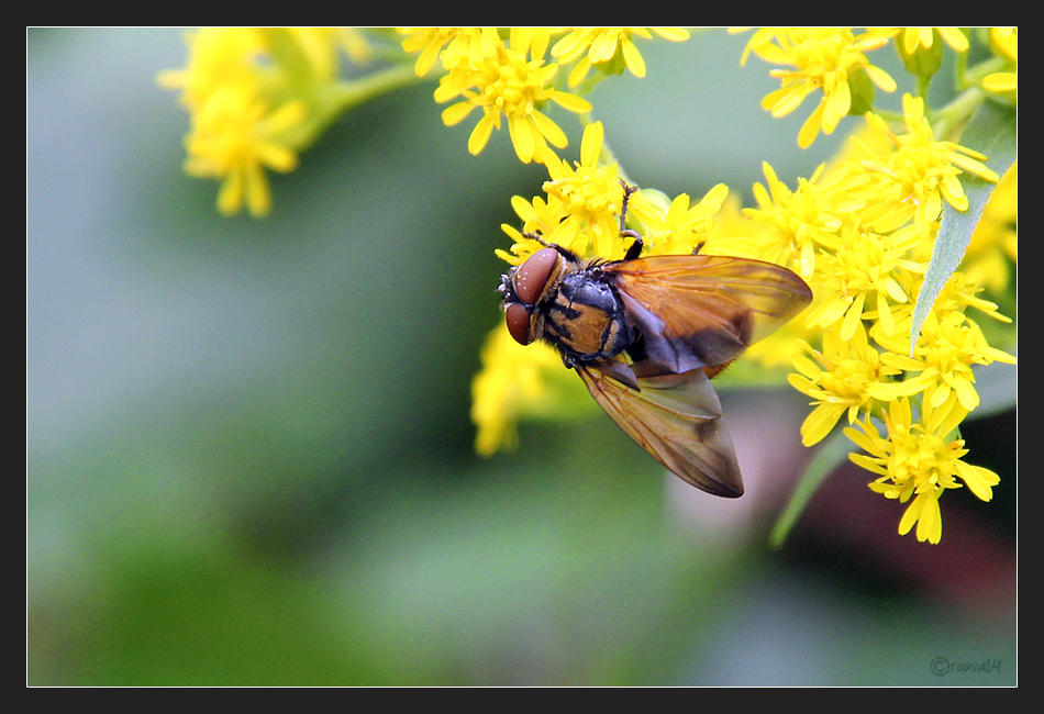 Goldschildfliege (Phasia aurigera)