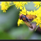 Goldschildfliege (Phasia aurigera)