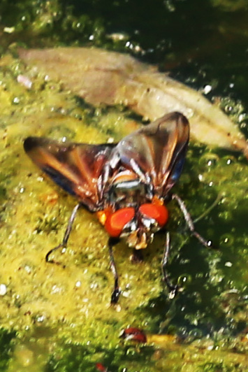 Goldschildfliege (Phasia aurigera)