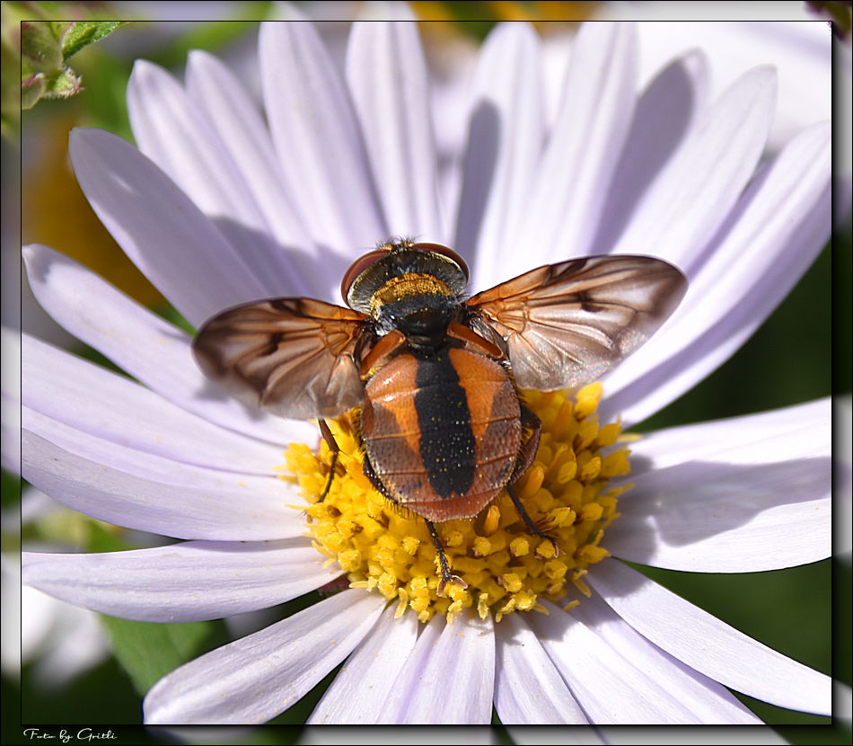 Goldschildfliege Phasia aurigera