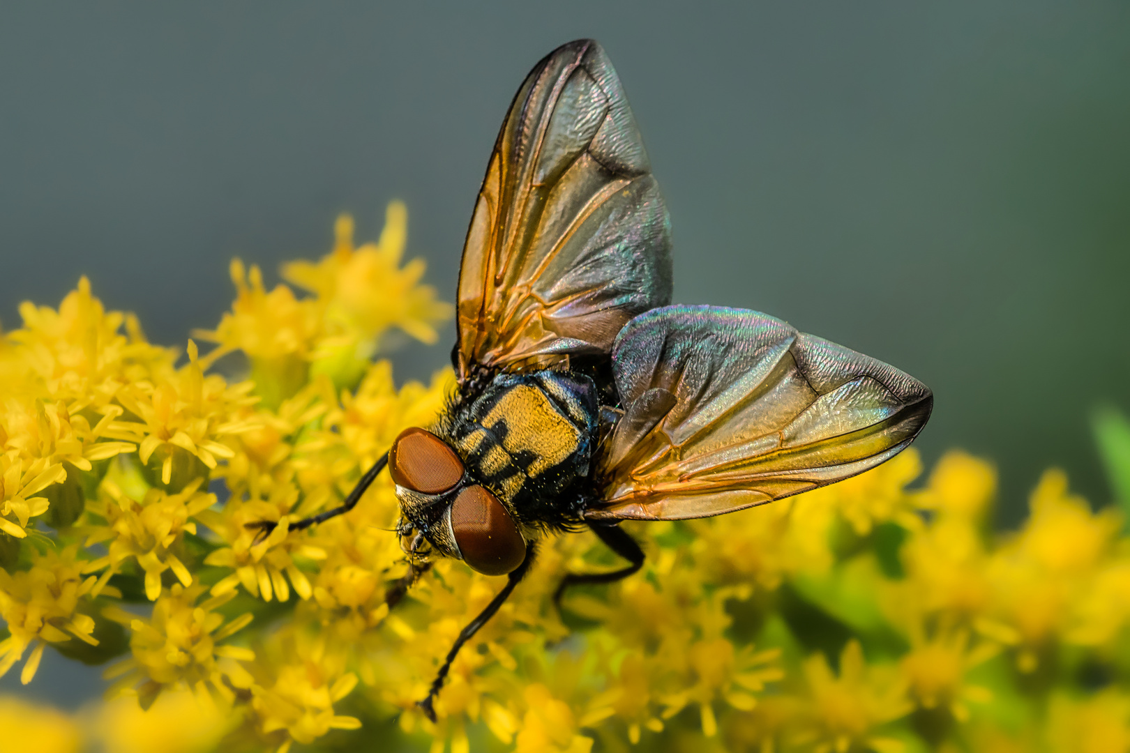 Goldschildfliege (Phasia aurigera, männlich)