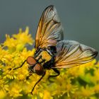 Goldschildfliege (Phasia aurigera, männlich)