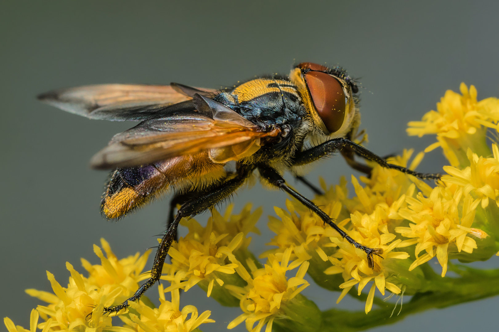 Goldschildfliege (Phasia aurigera, männlich)