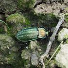 Goldschmied (Carabus auratus)