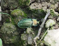 Goldschmied (Carabus auratus)