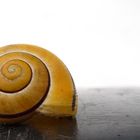 . goldschnecke .