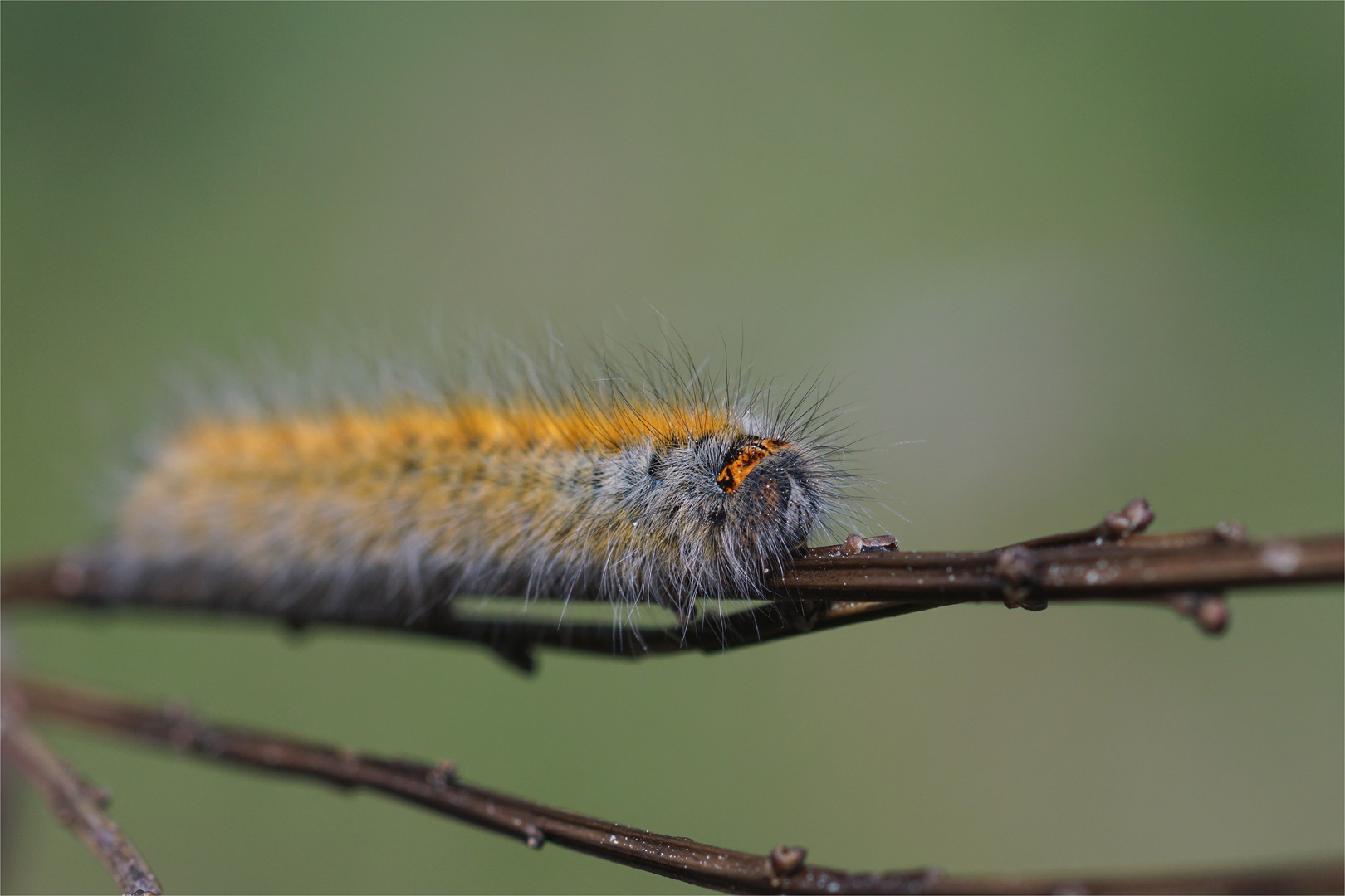 Goldschopf - Raupe vom Kleespinner ( Lasiocampa trifolii)