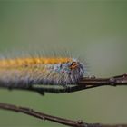 Goldschopf - Raupe vom Kleespinner ( Lasiocampa trifolii)