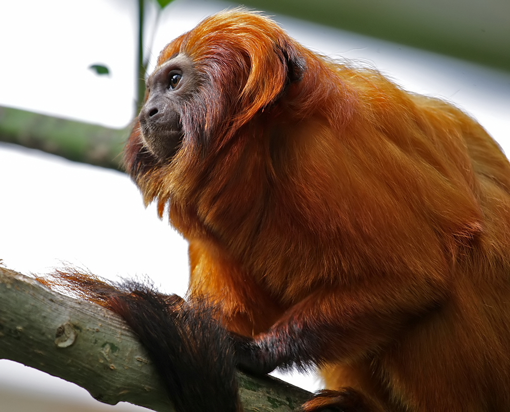 goldschopflöwenaffe -zoo emmen