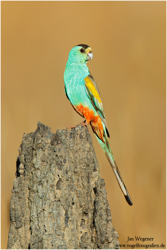 Goldschultersittich (Psephotus chrysopterygius) Golden-shouldered Parrot