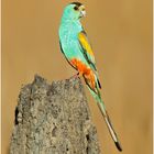 Goldschultersittich (Psephotus chrysopterygius) Golden-shouldered Parrot