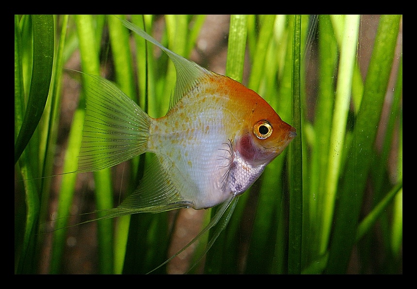 Goldskalar - Pterophyllum scalare &quot;Gold&quot;