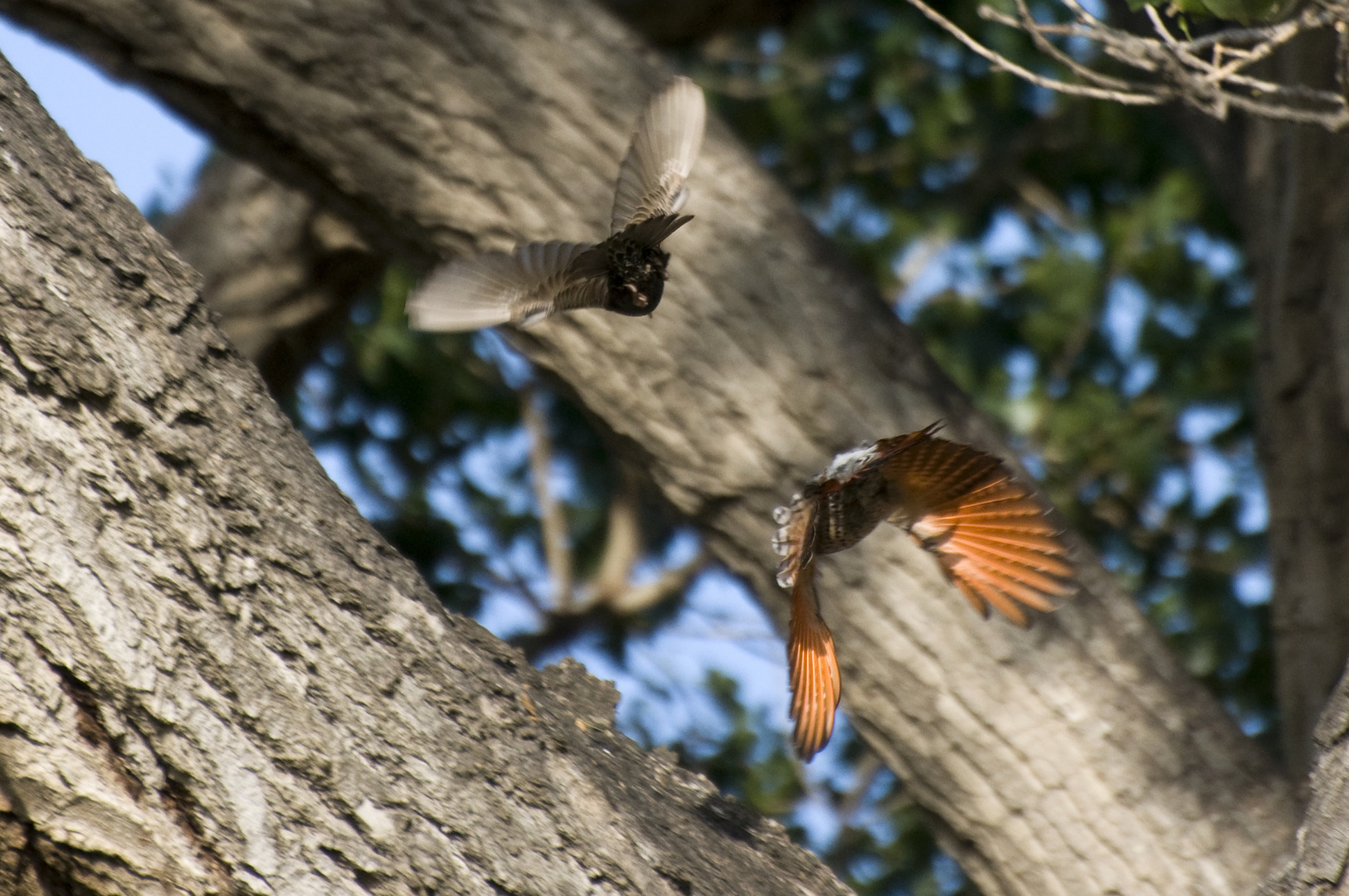 Goldspecht- Red-shafted Northern Flicker