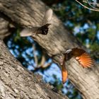 Goldspecht- Red-shafted Northern Flicker