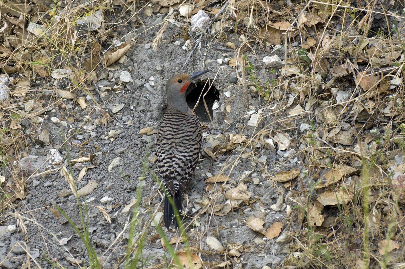 Goldspecht - Red-shafted Northern Flicker, Männchen