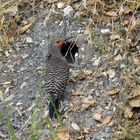 Goldspecht - Red-shafted Northern Flicker, Männchen