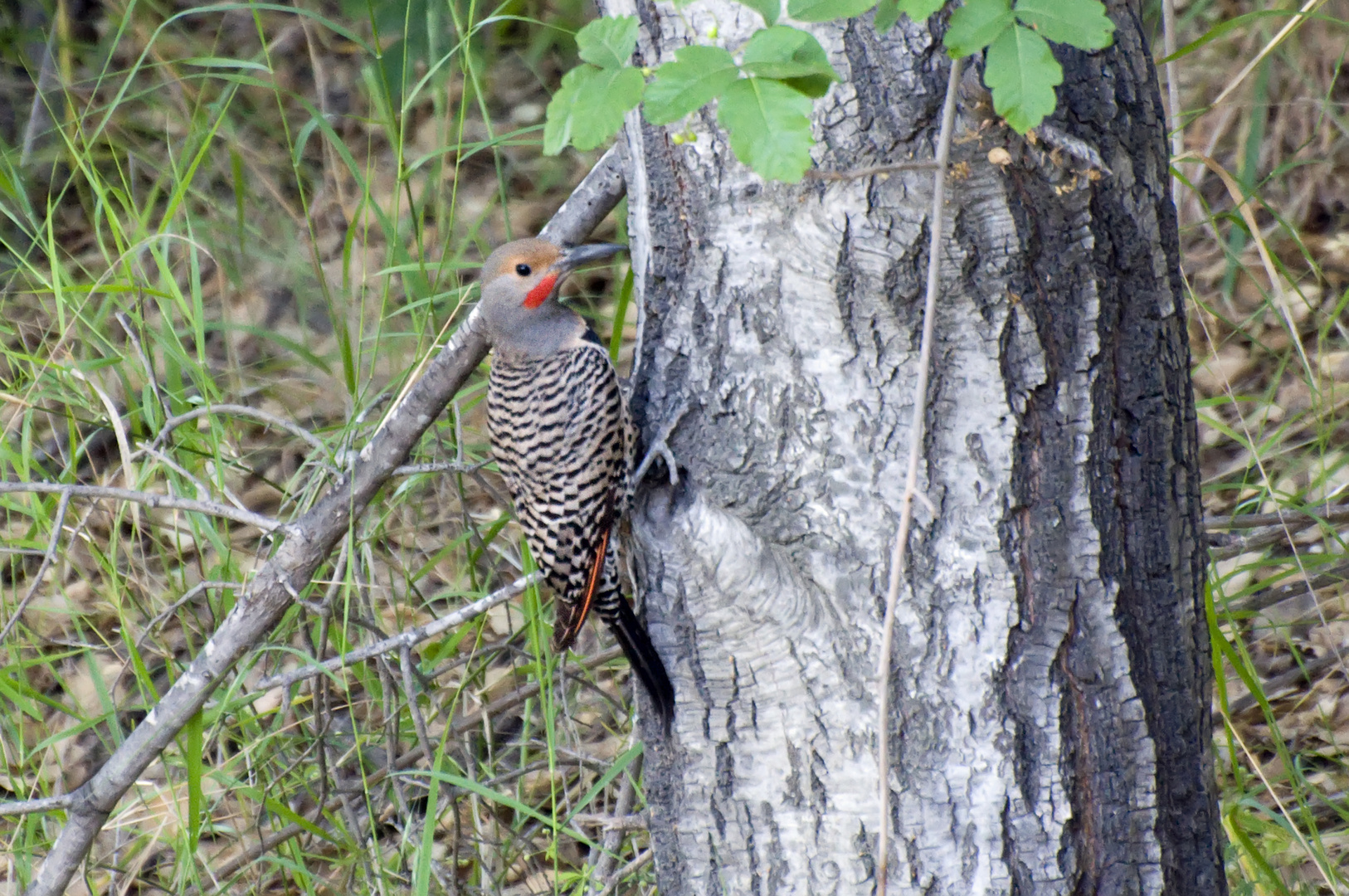 Goldspecht - Red-shafted Northern Flicker, Männchen