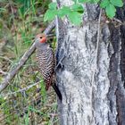 Goldspecht - Red-shafted Northern Flicker, Männchen