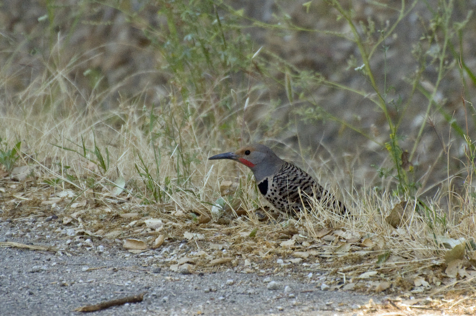 Goldspecht - Red-shafted Northern Flicker, Männchen