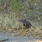 Goldspecht - Red-shafted Northern Flicker, Männchen