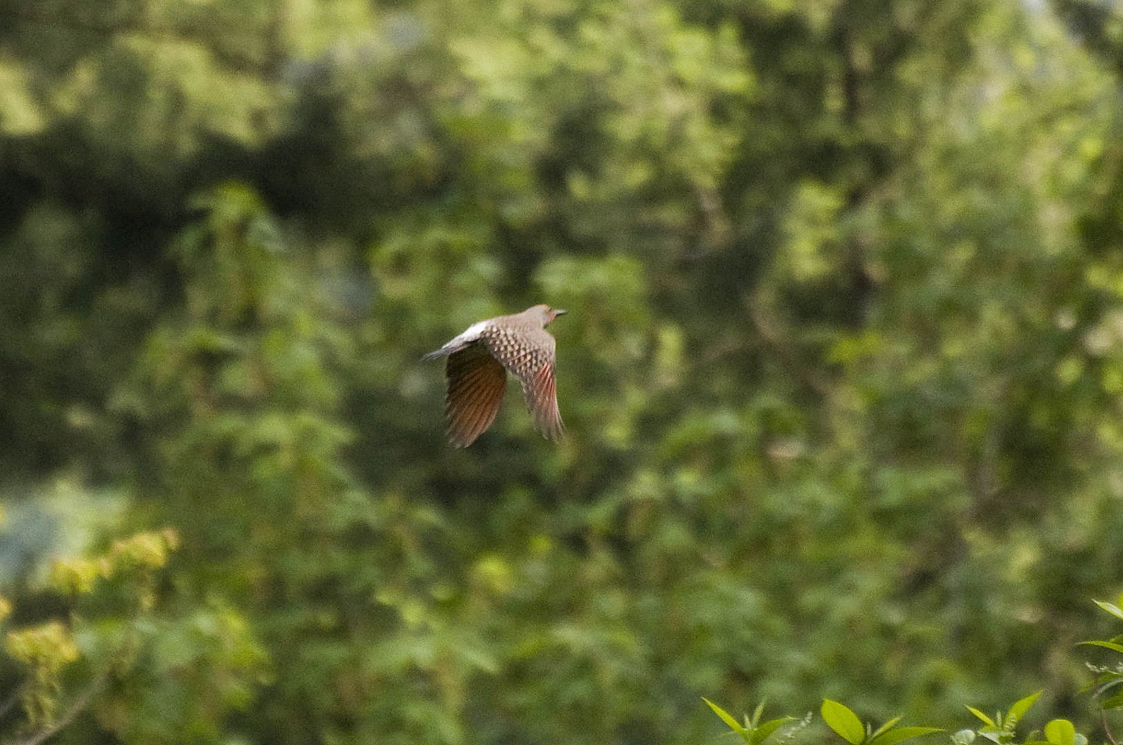 Goldspecht - Red-shafted Northern Flicker, Männchen