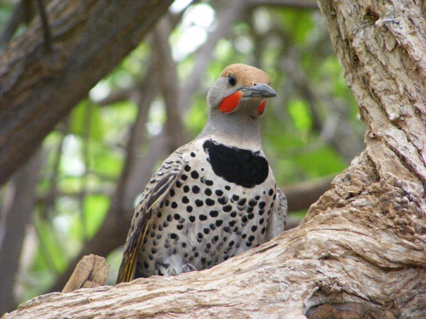 Goldspecht  -  Yellow-shafted Flicker