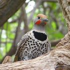 Goldspecht  -  Yellow-shafted Flicker