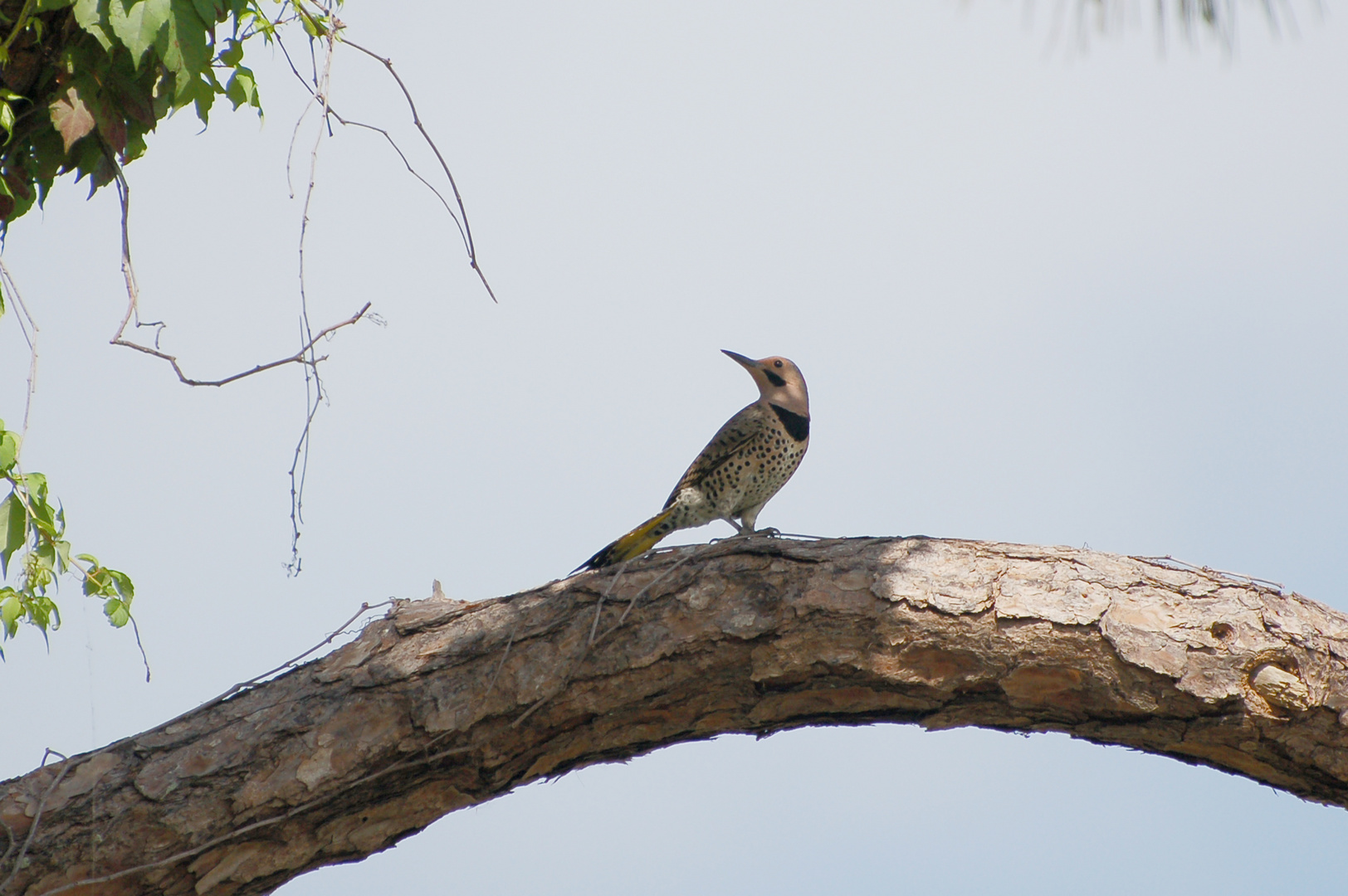 Goldspecht - Yellow-shafted Northern Flicker, Männchen