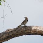 Goldspecht - Yellow-shafted Northern Flicker, Männchen