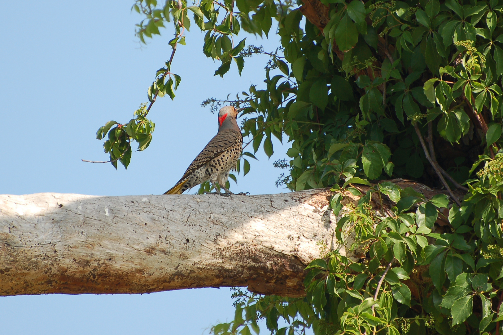 Goldspecht - Yellow-shafted Northern Flicker, Männchen