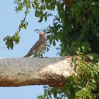 Goldspecht - Yellow-shafted Northern Flicker, Männchen