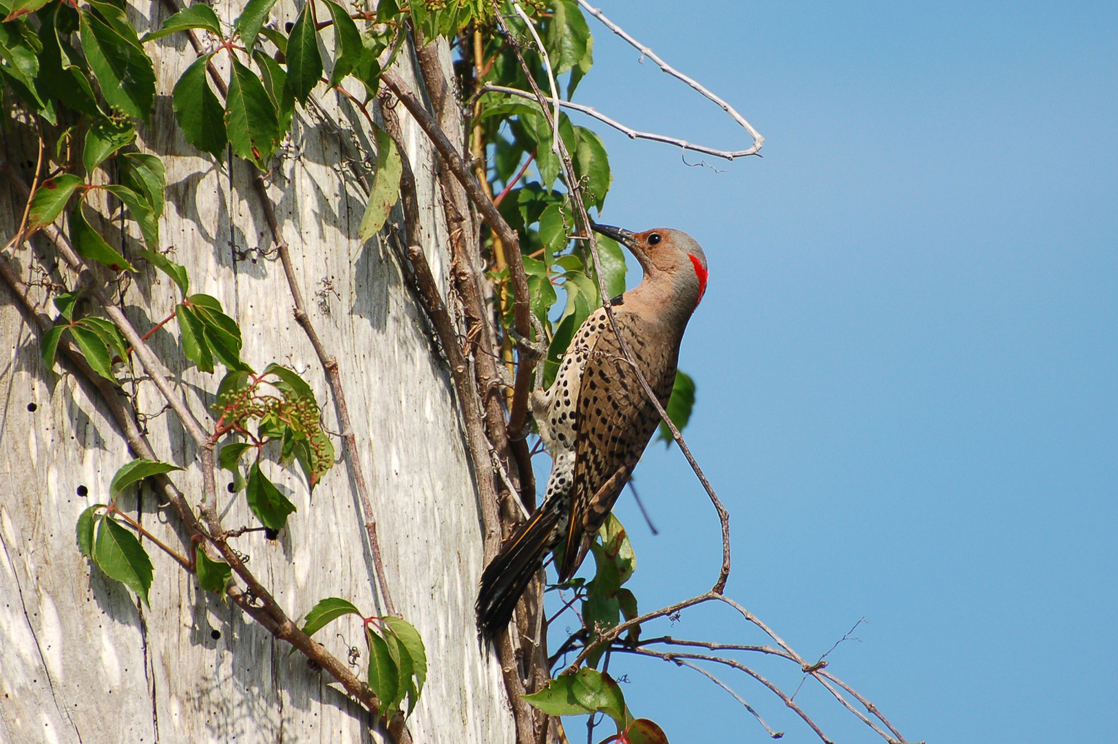 Goldspecht - Yellow-shafted Northern Flicker, Weibchen