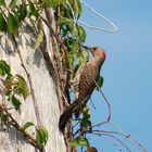 Goldspecht - Yellow-shafted Northern Flicker, Weibchen