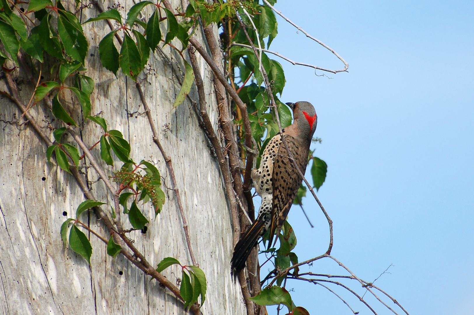 Goldspecht - Yellow-shafted Northern Flicker, Weibchen