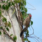 Goldspecht - Yellow-shafted Northern Flicker, Weibchen