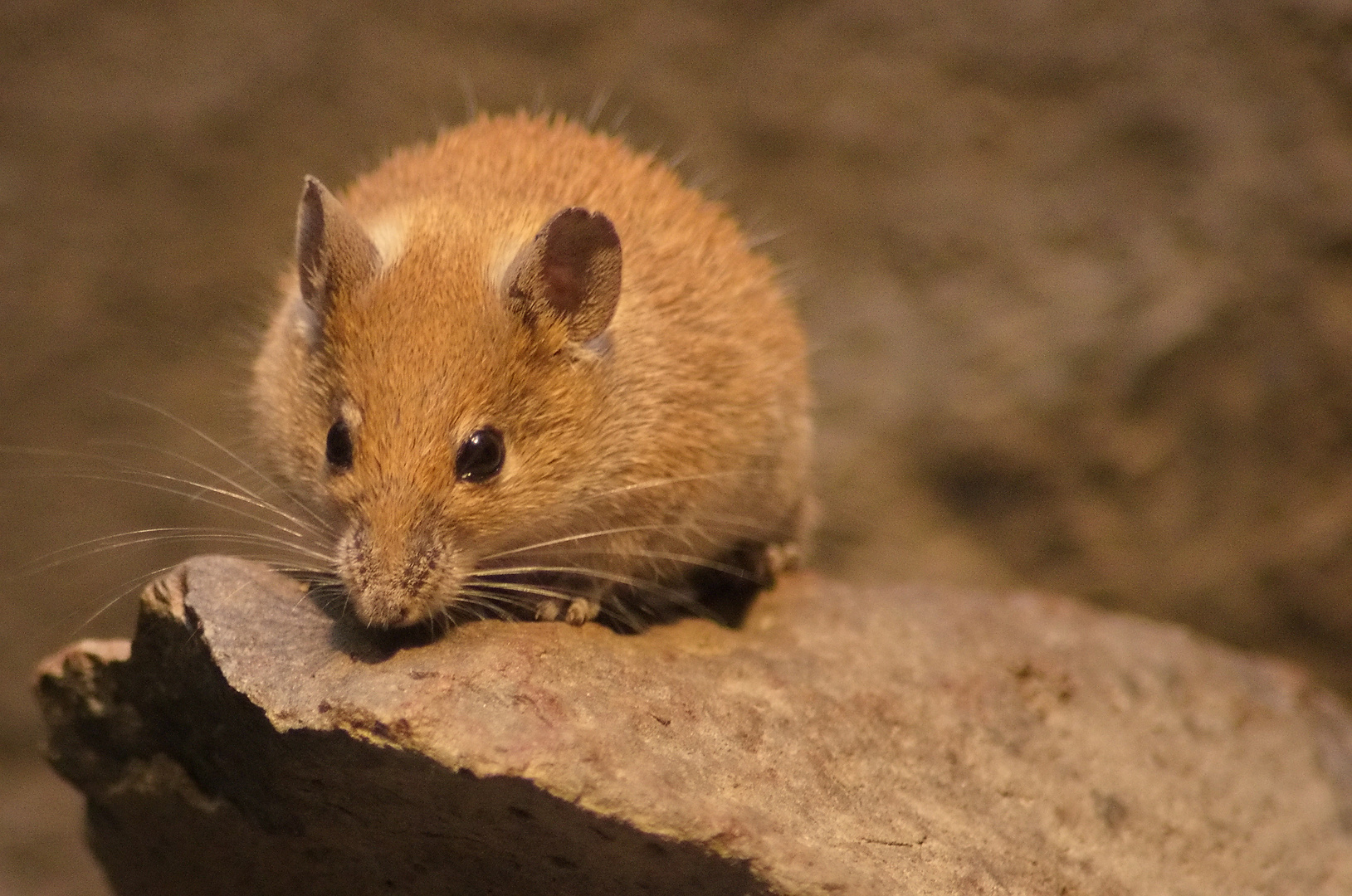 Goldstachelmaus