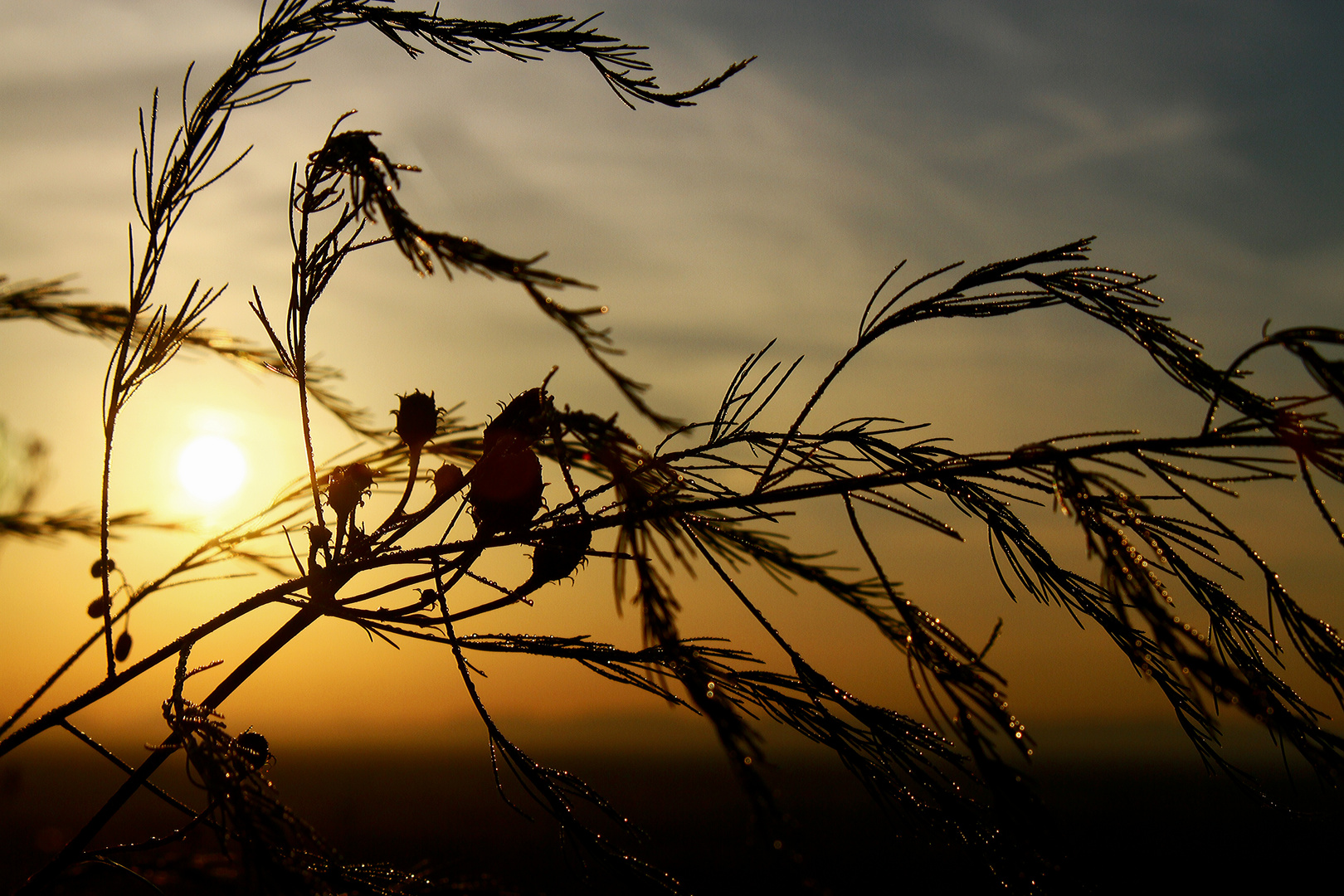 Goldstaub im Wind..